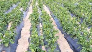 全膜覆蓋壟上微溝馬鈴薯栽培技術